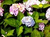 长沙花田厝--绣球花1
