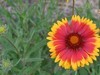花花
