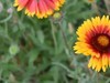 花花