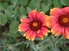 花花