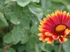 花花