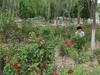 花花