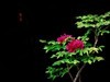 牡丹