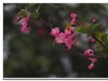 春日景色（奥林巴斯STYLUS 1拍摄）