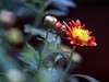南宁青秀山菊花展随拍