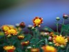 南宁青秀山菊花展随拍