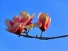 【不老松：纪实摄影】玉兰花！ (4)