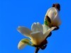 【不老松：纪实摄影】玉兰花！ (4)