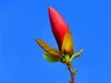 【不老松：纪实摄影】玉兰花！ (4)