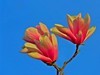 【不老松：纪实摄影】玉兰花！ (4)