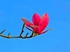【不老松：纪实摄影】玉兰花！ (4)