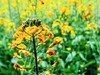 油菜花