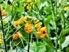 油菜花