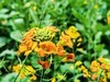 油菜花