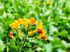 油菜花