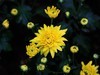 南宁青秀山菊花展随拍