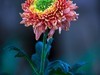 南宁青秀山菊花展随拍
