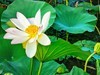 后花园里荷花开