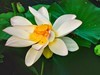 后花园里荷花开