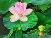 后花园里荷花开