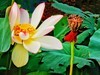 后花园里荷花开