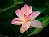 后花园里荷花开