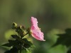 湿地公园木芙蓉