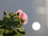 湿地公园木芙蓉
