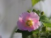 湿地公园木芙蓉