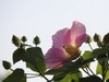 湿地公园木芙蓉