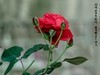 满园春色 之 《春    词》（玫瑰花）