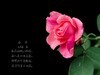 满园春色 之 《春    词》（玫瑰花）