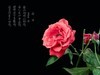 满园春色 之 《春    词》（玫瑰花）