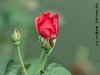满园春色 之 《春    词》（玫瑰花）