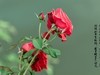 满园春色 之 《春    词》（玫瑰花）