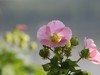 湿地公园木芙蓉