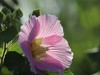 湿地公园木芙蓉