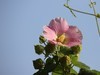 湿地公园木芙蓉