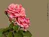 满园春色 之 《春    词》（玫瑰花）