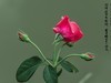 满园春色 之 《春    词》（玫瑰花）