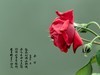 满园春色 之 《春    词》（玫瑰花）