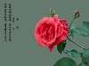 满园春色 之 《春    词》（玫瑰花）