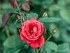满园春色 之 《春    词》（玫瑰花）