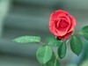 满园春色 之 《春    词》（玫瑰花）