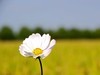 严家桥花海稻田