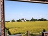 严家桥花海稻田