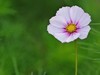 格桑花