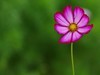 格桑花