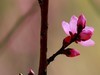 桃花(19)