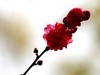 桃花(19)